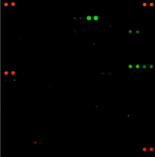 C3 complement protein_array_field_OConnellD